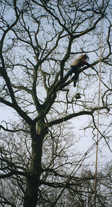 Tree work specification from MJC Tree Services